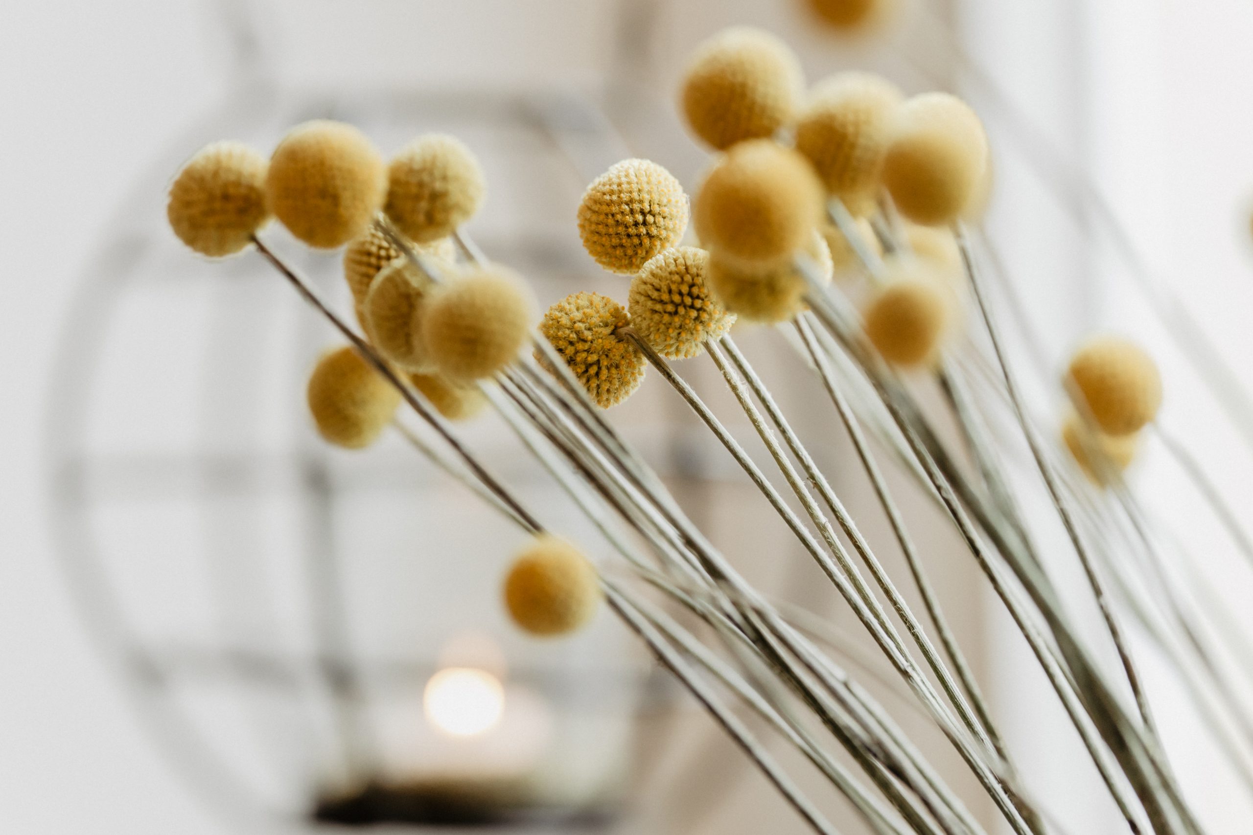 Eindruck aus dem Blumensalon in Ibbenbüren